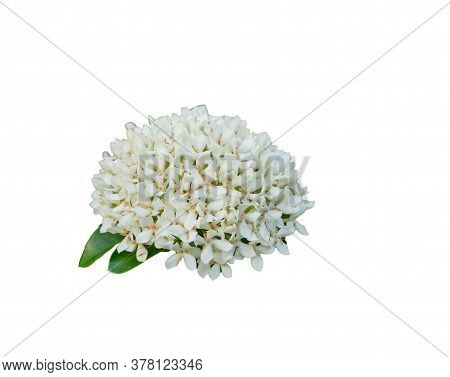 White Ixora Flower Isolated On White Background With Clipping Path .blooming White Ixora Flower.