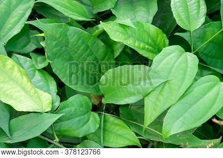 The Leaves Of Laurel Clockvine Tree, Laurel Clockvine Or Blue Trumphet Vine.green Leaves Background.