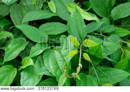 The Leaves Of Laurel Clockvine Tree, Laurel Clockvine Or Blue Trumphet Vine.green Leaves Background.