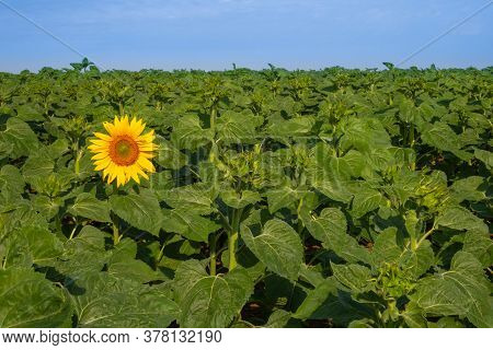 First One Yellow Sunflower On The Green Field. Motivation Concept. Agriculture. Achieving Success. S