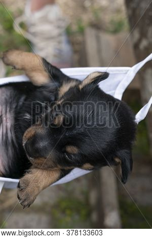 Jack Russell Terrier Puppy Lies In A Mask. To Rest On His Back