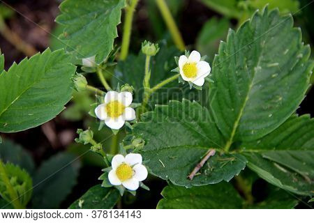 View From Above On Three Wonderful Flowers With White Petals And Yellow Cores.