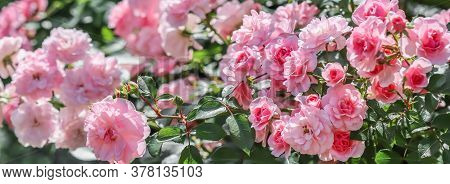 Beautiful Pink Roses Bonica In The Garden. Perfect For Background Of Greeting Cards For Birthday, Va