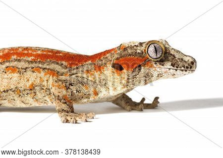 Red Striped Gargoyle Gecko Close-up Isolated On A White Background