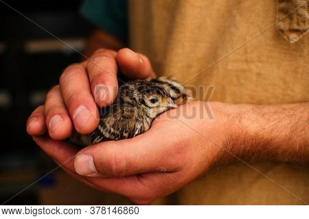 The Male Hands Of The Farmer Are Holding In Their Hands The Little Chickens Of A Hunting Pheasant. A
