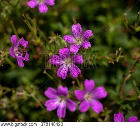 Light Pink Geranium Flowers In Summer Cottage Garden
