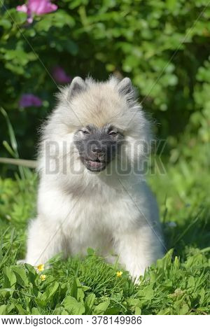 Keeshond Wolfspitz Puppy Happy In Summer On Green Grass