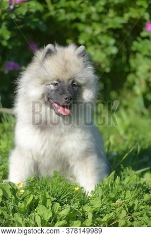 Keeshond Wolfspitz Puppy Happy In Summer