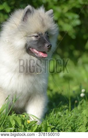 Keeshond Wolfspitz Puppy Happy In Summer