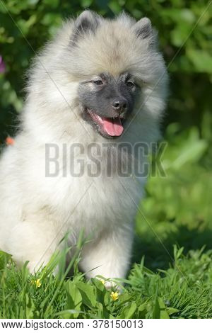 Keeshond Wolfspitz Puppy Happy In Summer