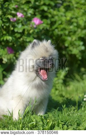 Keeshond Wolfspitz Puppy Happy In Summer