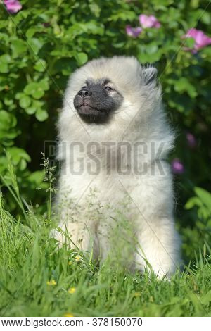 Keeshond Wolfspitz Puppy Happy In Summer