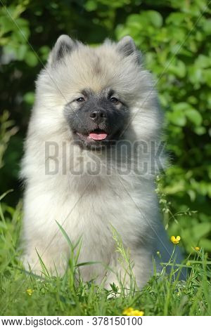 Keeshond Wolfspitz Puppy Happy In Summer