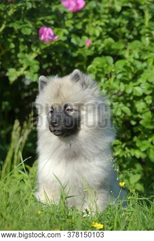 Keeshond Wolfspitz Puppy Happy In Summer