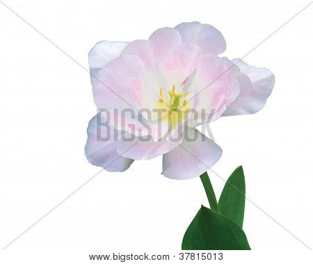 weiÃŸ rosa Tulpe auf weiÃŸ