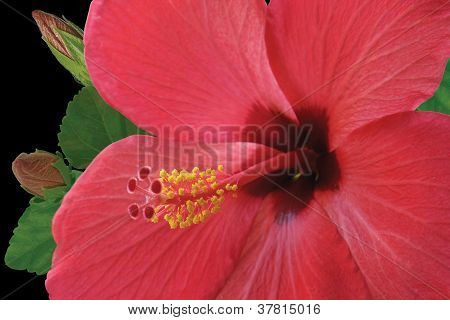 StÃ¶ÃŸel und StaubgefÃ¤ÃŸen der BlÃ¼te rot Hibiskus Blume auf Hintergrund seine BlÃ¼tenblÃ¤tter und mit zwei Knospen; ISO