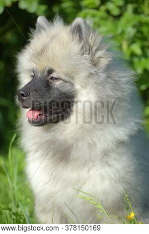 Keeshond Wolfspitz Puppy Happy In Summer