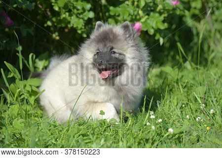 Keeshond Wolfspitz Puppy Happy In Summer