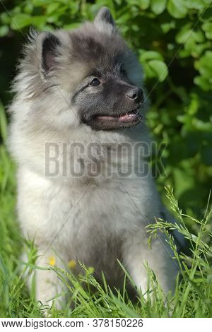 Keeshond Wolfspitz Puppy Happy In Summer