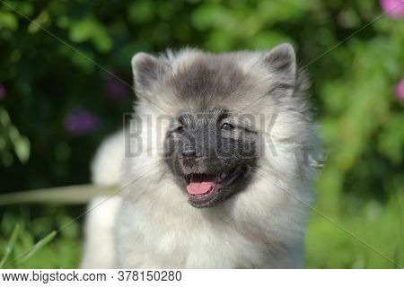 Keeshond Wolfspitz Puppy Happy In Summer
