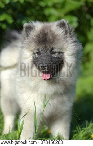 Keeshond Wolfspitz Puppy Happy In Summer