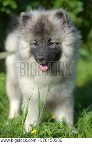 Keeshond Wolfspitz Puppy Happy In Summer