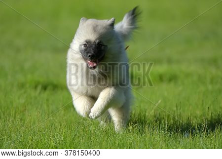 Wolfspitz Puppy Happy Running Through The Grass