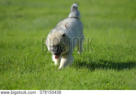 Keeshond Wolfspitz Puppy Running