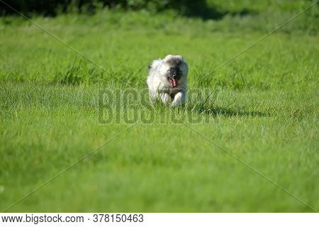 Keeshond Wolfspitz Puppy Running