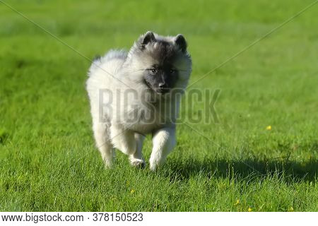 Wolfspitz Puppy Happy Running Through The Grass