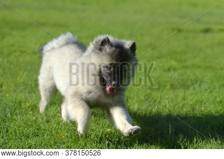 Wolfspitz Puppy Happy Running Through The Grass
