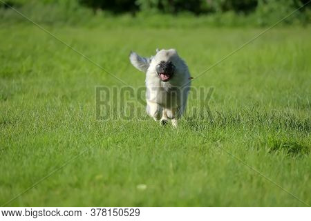 Keeshond Wolfspitz Puppy Running