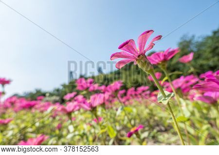 pink cosmos flowers farm under blue sky in the outdoor