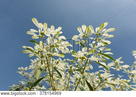 white pascuita flowers, closeup image in the daytime