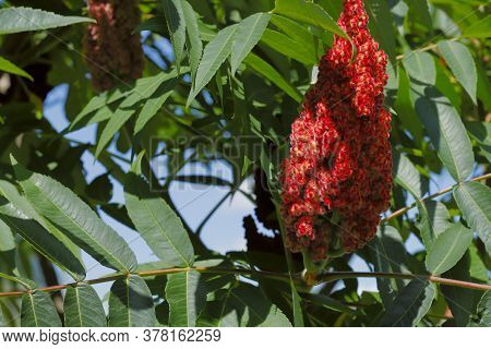 Sumac. Green Carved Leaves And Red Velvet Buds Of Sumac Tree Close-up. Beautiful Red Velvet Flowers 