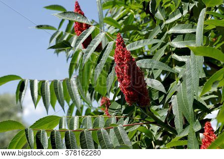 Sumac. Green Carved Leaves And Red Velvet Buds Of Sumac Tree Close-up. Beautiful Red Velvet Flowers 