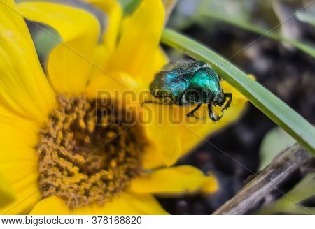 Bronzovka Golden Beetle On Yellow Flower. Bronzovka Beetle  Insect Close Up. Beetles Pests.