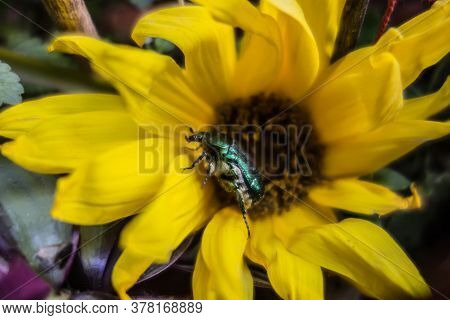 Bronzovka Golden Beetle On Yellow Flower. Bronzovka Beetle Insect Close Up. Beetles Pests.