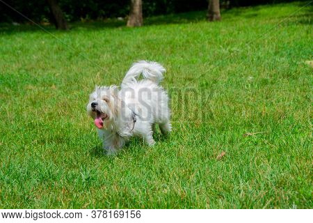 Coton De Tulear Dog Breed
