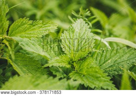 Twigs Of Wild Plant Nettle - Stinging Nettle - Urtica Dioica In Summer Spring Meadow. Close Up.