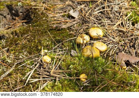 Yuang Wild Golden Chanterelle Mushrooms In The Forest In Belarus