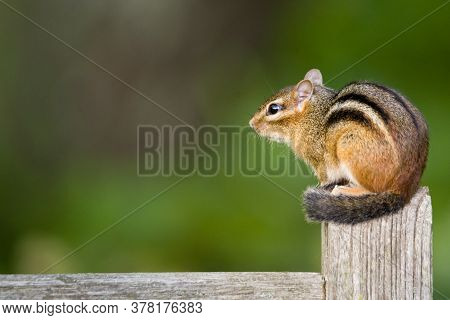 Tamias Striatus In Profile Showing A Bushy Tail On A Wooden Fence Post With A Green, Blurred Backgro