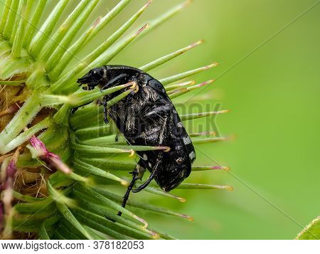 Extreme Close-up Of White-spotted Rose Beetle Sitting On A Burr