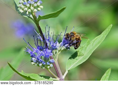 Honeybee  On Blue Caropteris Flower Out Of Focus Background.