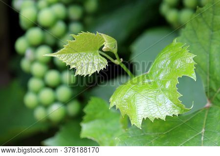 Green Vineyard, View To Bunch Of Grapes Through Leaves. Unripe Grapevine, Winemaking Concept