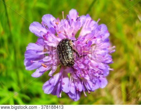 Oxythyrea Funesta Aka White-spotted Rose Beetle, Feeding On The Pollen Of A Field Scabious