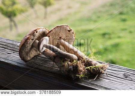 Brown cap boletus are summer edible mushrooms. Natural forest food. Harvest in the Ukrainian Carpathians