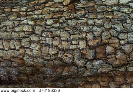 Wooden Cracked Tree Trank As Natural Background. Detailed Botanical Layout