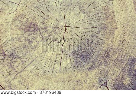 Toned Layour Made Of Old Tree Cut With Small Cracks. Background For Text, Copy Space