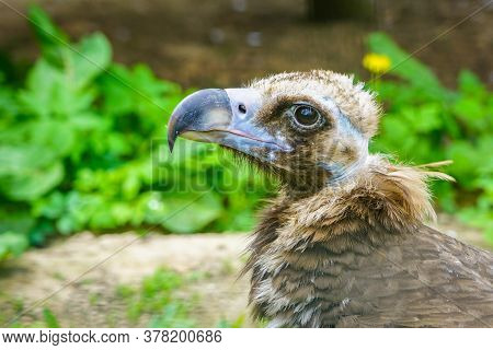 Closeup Portrait Of A Cinereous Vulture, Aegypius Monachus, That Is A Large Raptorial Bird